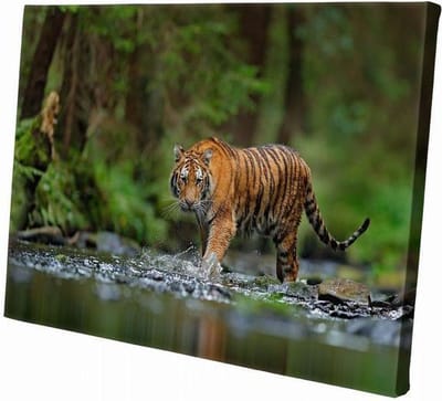 Tijger bij het water | 90 x 60 CM | Wanddecoratie | Dieren op canvas |Schilderij | Canvasdoek | Schilderij op canvas