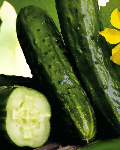 2 sets - Augurk Zaden Beth Alpha Cucumis Sativus Eenjarig
