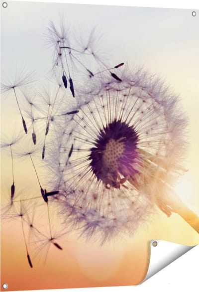 Gards Tuinposter Paardenbloem tijdens Zonsondergang - 80x100 cm - Tuindoek - Tuindecoratie - Wanddecoratie buiten - Tuinschilderij
