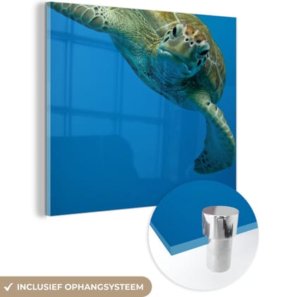 MuchoWow® Glasschilderij 50x50 cm - Schilderij acrylglas - Fotoprint oogcontact met schildpad - Foto op glas - Schilderijen