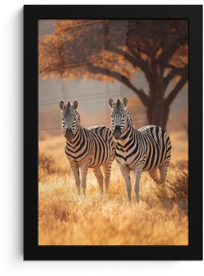 Poster in lijst - Fotolijst 20x30 cm - Posters - Zebra's - Savannelandschap - Gras - Posterlijst zwart - Decoratie - Wanddecoratie woonkamer - Muurdecoratie slaapkamer