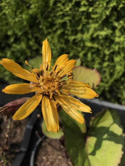 6 x Ligularia dentata 'Othello' - Kruiskruid - P9 Pot (9 x 9cm) - Dima Vaste Planten