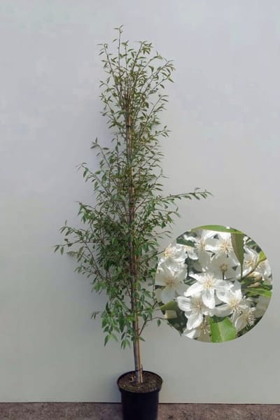 Jonge Kantbastboom | Hoheria sextylosa 'Snow White' | 100-150cm hoogte
