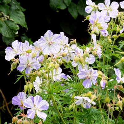 Geranium Pratense 'Splish Splash' - Ooievaarsbek - Wortelgoed - 5 stuks