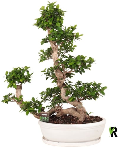 Ficus Microcarpa Waterval in keramiek ovaal schaal met schotel wit 110 cm – Kamerplant – Vers Van De Kweker – Potmaat Ø50 cm
