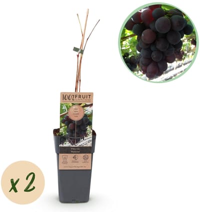 Green boutiQ - Fruitplant - Vitis vinifera Vanessa - Druivenplant - Pitarm - Blauwe Druif - 2 Planten - Pot 15cm - Hoogte 50cm