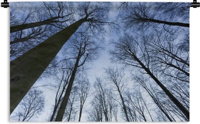 Wandkleed Bos - Beukenbos in de winter blauwe lucht Wandkleed katoen 120x80 cm - Wandtapijt met foto