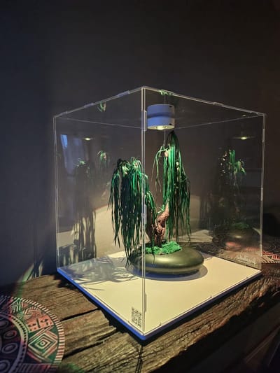 Bonsai Cyperus Alternifolius — Preserved Botanical Object