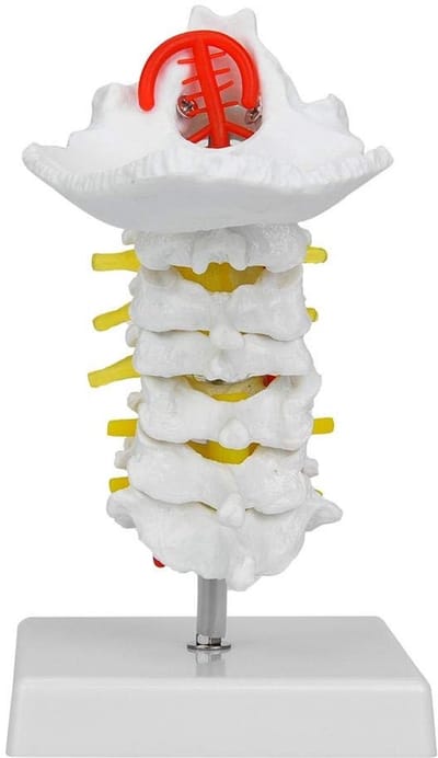 Dailygoods- Halswervelmodel 1:1 - Cervicale Wervelkolom - Anatomisch Model - Zenuwstelsel - Wetenschappelijk Laboratorium - Hoogwaardige Kwaliteit