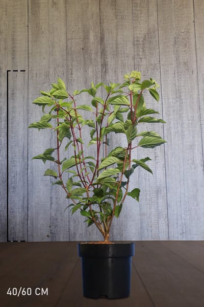 Plants Online - Haagplanten - Pluimhortensia 'Vanille Fraise' - Pot 40-60 cm - set van 10 - Bladverliezend - Bloeiende plant - Informele haag - Zeer winterhard