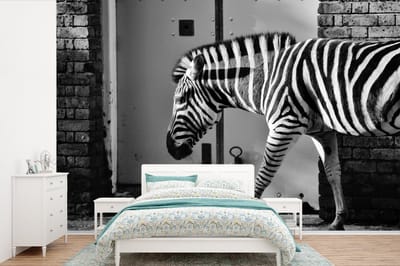 Behang - Fotobehang Zebra - Muur - Deur - Dieren - Zwart wit - Breedte 420 cm x hoogte 280 cm