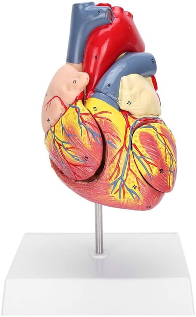 Dailygoods- Hartmodel met 48 afneembare structuren - Anatomisch model - Medisch onderwijs - Nauwkeurig pedagogisch gebruik - 2 delen - 3 onderdelen