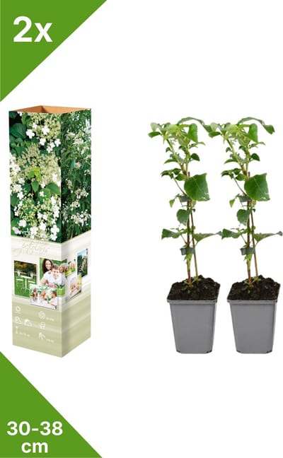 GARDENZO - 2x Klimhortensia - Hydrangea petiolaris - in P9 pot