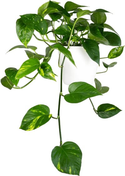 JUNAVERA Epipremnum Aureum | In 12 cm Pot