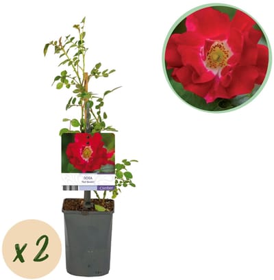 Green boutiQ - Klimroos - Rosa Red Queen - Bloem Rood - Weinig onderhoud - 2 planten - Pot 11cm Hoogte 40cm