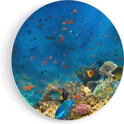 Artaza Forex Muurcirkel Onderwater Vissen Met Koraal In De Zee - 80x80 cm - Groot - Wandcirkel - Rond Schilderij - Wanddecoratie Cirkel