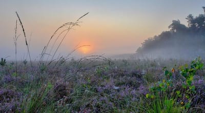 Fotobehang heideveld met zonsopkomst 250 x 260 cm - € 175,--