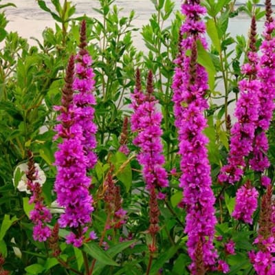 Kattenstaart (Lythrum Salicaria) - Rosy Gem - Vaste planten - Snijbloemen - Zomerbollen - bloeit in Juli / Augustus / September
