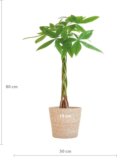 Plantenboetiek.nl | Pachira Aquatica met Sofia mand naturel - Ø21cm - 70-80cm hoog - Kamerplant - Groenblijvend