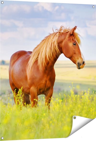 Gards Tuinposter Bruin Paard in de Wei - 80x100 cm - Tuindoek - Tuindecoratie - Wanddecoratie buiten - Tuinschilderij
