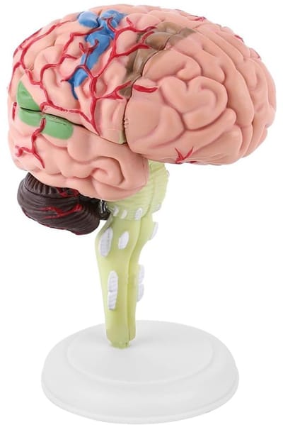 Anatomisch Model van de Menselijke Hersenen - Lichtgewicht en Draagbaar - Nauwkeurig Plastic Hersenen Model voor Wetenschapsonderwijs en Anatomie Studiedoeleinden