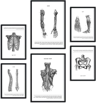 Anatomie Posters Set - Menselijke Lichaam Prints - Kliniek Decoratie - 6 Delige Set - A3 A4 Formaat - Zwart