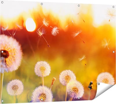 Gards Tuinposter Paardenbloemen tijdens Zonsondergang - 120x90 cm - Tuindoek - Tuindecoratie - Wanddecoratie buiten - Tuinschilderij