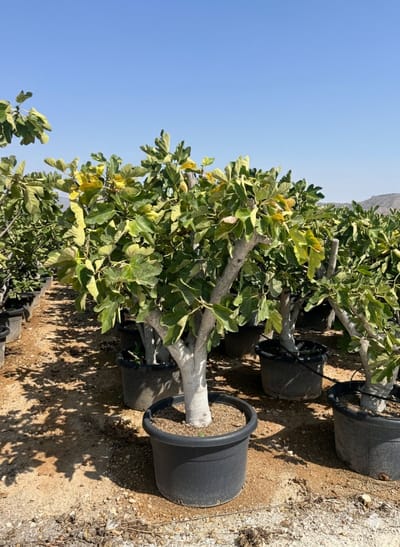 Sunny Tree - Vijgenboom - Boom - Ficus Carica Calabacita Blanca - 40 jaar oude boom- Zoete eetbare Vijg - 180 cm - Winterhard tot -18