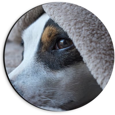 Dibond Wandcirkel - Hond onder Dekentje - 20x20cm Foto op Aluminium Wandcirkel (met ophangsysteem)