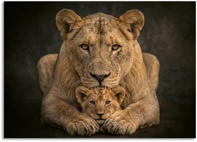 Schilderij Woonkamer - Modern Canvas Kunstwerk - 70 x 50 cm - Leeuwin met Cub Verbonden in Kracht No6 Kleuw