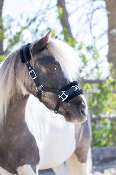 HB Nylon Halster Kaptoom little Black - Shetland