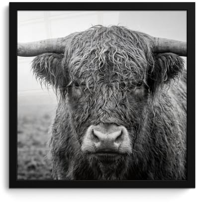 Poster in lijst - Fotolijst 40x40 cm - Posters - Schotse hooglander - Zwart - Wit - Gras - Posterlijst zwart - Decoratie - Wanddecoratie woonkamer - Muurdecoratie slaapkamer