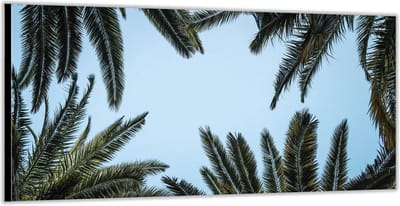 KuijsFotoprint - Schilderij - Palmbladeren Met Blauwe Lucht - Groen En Blauw - 100 X 200 Cm