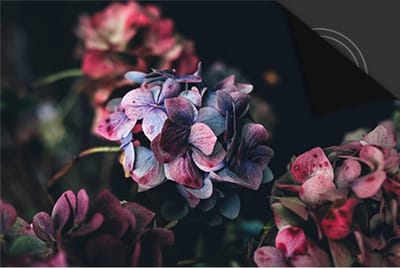 Inductie Beschermer Hortensia print Exclusief 83x51,5cm