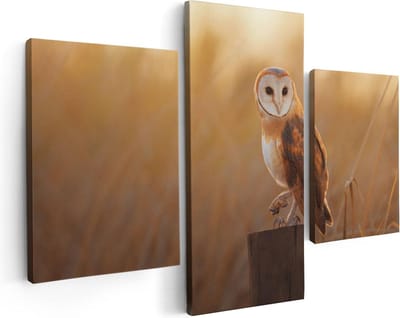 Artaza Canvas Schilderij Drieluik Kerkuil Op Een Boomstronk - 90x60 - Foto Op Canvas - Canvas Print
