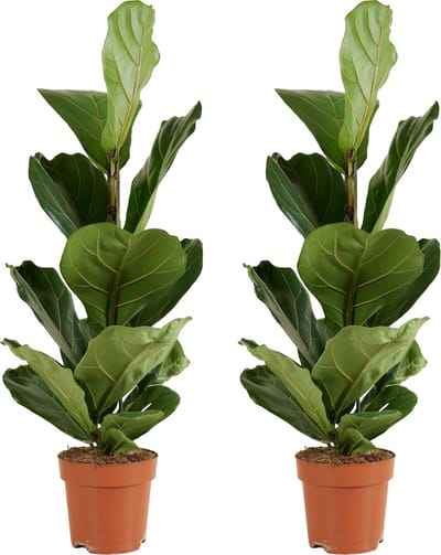 Bloomique - Set van 2 - Ficus Lyrata - Vioolbladplant - Kamerplanten - Luchtzuiverend - Gemakkelijk Te Verzorgen - Hoogte 80-100 cm - Pot 21 cm
