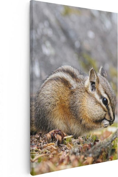 Artaza Canvas Schilderij Dieren - 20x30 cm - Klein - Muurdecoratie Eekhoorn - Wanddecoratie Bos - Kamer Accessoires