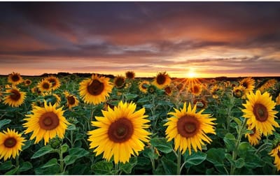 Houten Puzzel - Legpuzzel - Ontspanning - 1500 Stukjes - 87 x 57 cm - Zonnebloem