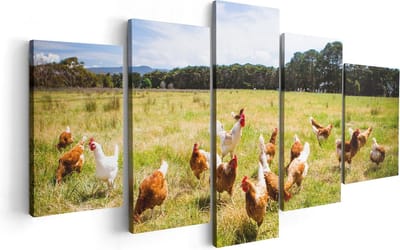 Artaza Canvas Schilderij Vijfluik Kippen in het Gras - 100x50 - Foto Op Canvas - Canvas Print