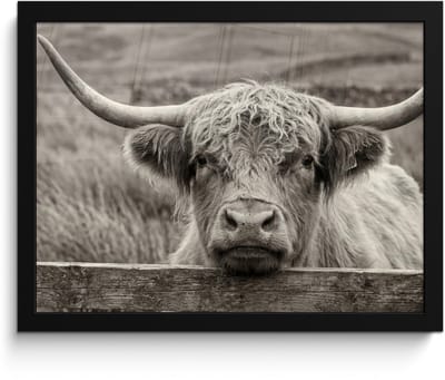 Poster in lijst - Fotolijst 40x30 cm - Posters - Schotse hooglander - Zwart - Wit - Hout - Posterlijst zwart - Decoratie - Wanddecoratie woonkamer - Muurdecoratie slaapkamer