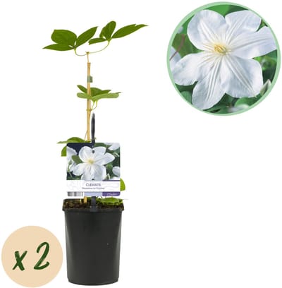 Plantenboetiek.nl | Klimplant - Clematis Madame Le Coultre - bloem wit - Weinig onderhoud -2 planten - Pot 11cmcm - Ø10cm - 30-40cm hoog - Tuinplant