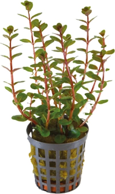 Aquafleur Rotala Blood Rood | In 5CM pot