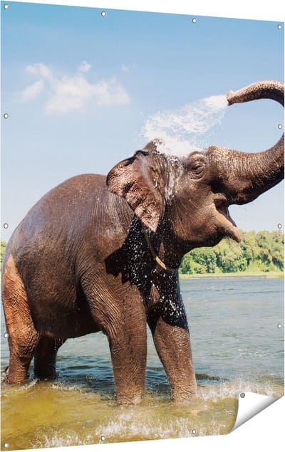 Gards Tuinposter Vrolijke Olifant in het Water - 120x160 cm - Tuindoek - Tuindecoratie - Wanddecoratie buiten - Tuinschilderij