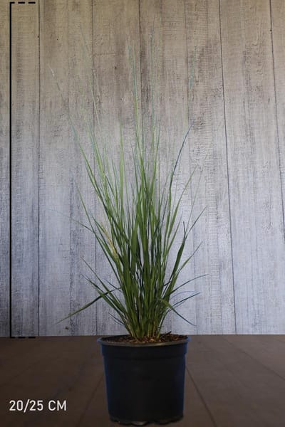 Plants Online - Tuinplanten - Siergrassen - Pijpenstrootje 'Heidebraut' - Pot 20-25 cm - set van 10 - Bladverliezend - Groeit opgaand - Prachtige herfstkleur - Weinig onderhoud