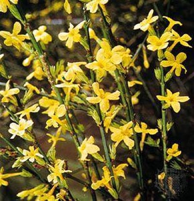 Jasminum Nudiflorum - Winterjasmijn 50-60 cm in pot