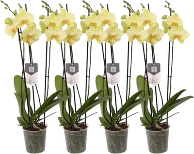 Green Harmony - Set van 4 - Phalaenopsis Volterra - 3 tak orchidee - 60 cm - Ø12cm