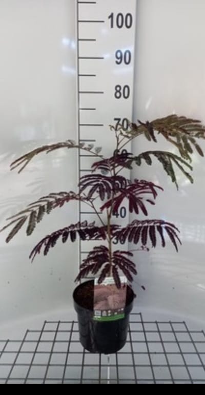 1 x Albizia jul. 'Summer Chocolate'® - Slaapboom, Zijdeboom, Perzische Slaapboom 40- 50 cm in pot
