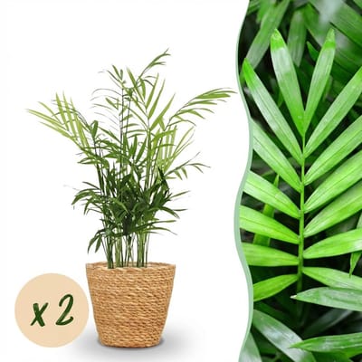Plantenboetiek.nl | Chamaedorea elegans - Goudpalm - Huisdiervriendelijke Plant - Groen - 2 Planten - met Mand - Ø12cm - 15cm hoog - Kamerplant - Arrangement - Plant met pot
