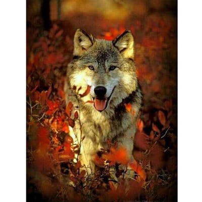 Peinture diamant loup rond complet, broderie diamant 20X30CM