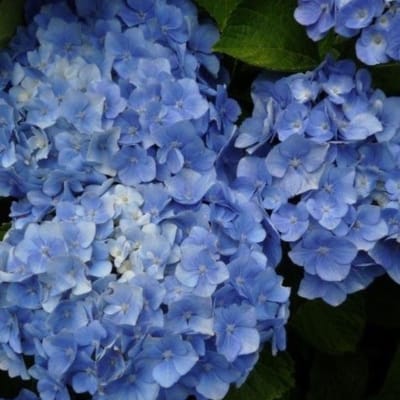 Hortensia (Hydrangea macrophylla) - Bodensee- - Vaste planten - Bijen-Vlinders - Snijbloemen - (Ook)-Voor in huis - Zomerbollen